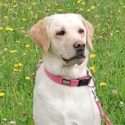 Sunny